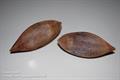 pili nut